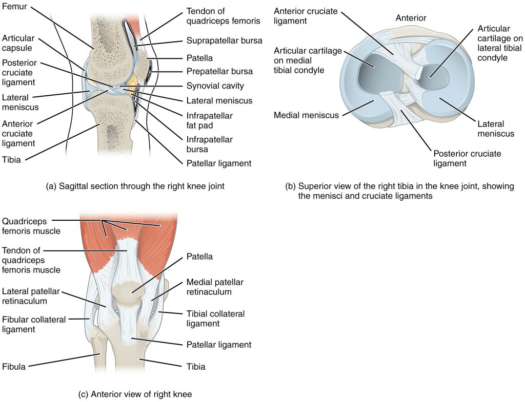 Medial collateral ligament injury: MedlinePlus Medical Encyclopedia Image
