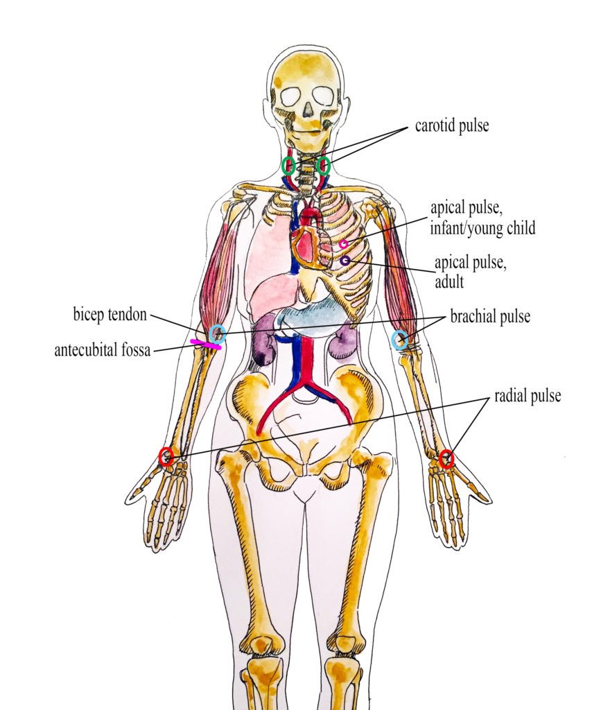 Image showing common pulse assessment locations on a human skeletal form, with labels