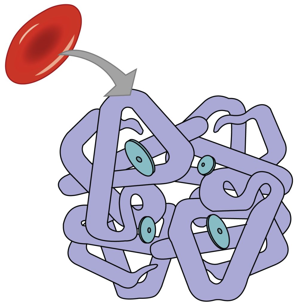 image of hemoglobin protein within a red blood cell with four sites for carrying oxygen molecules