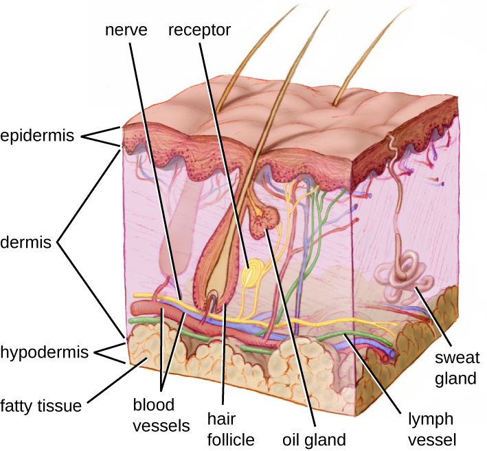 Image showing layers of skin, with labels