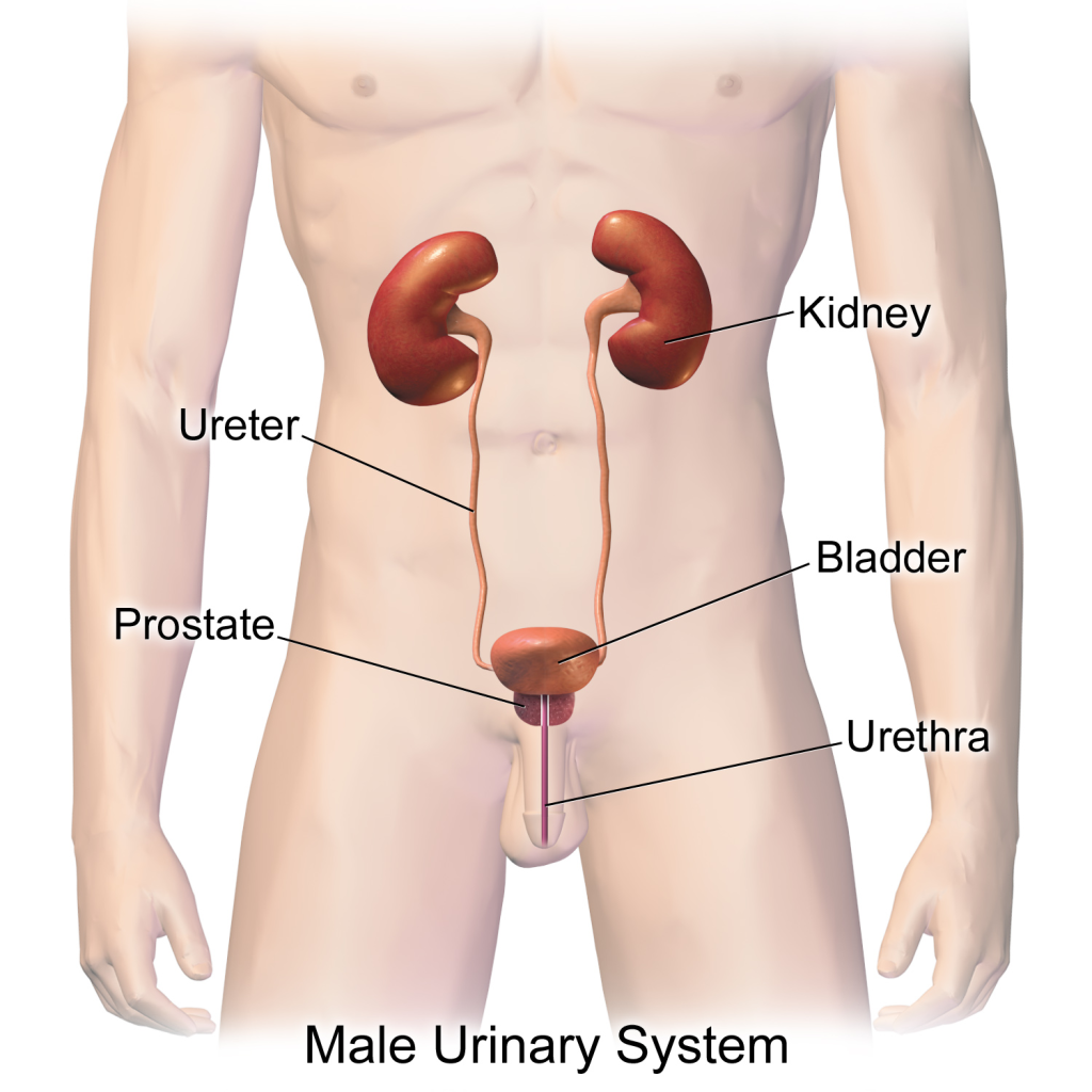 Image showing Male urinary system, with labels