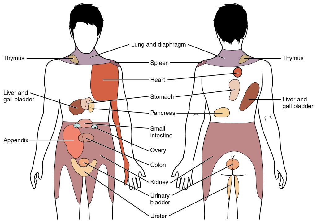 Illustration showing common sites of referred pain on a human figure, with labels