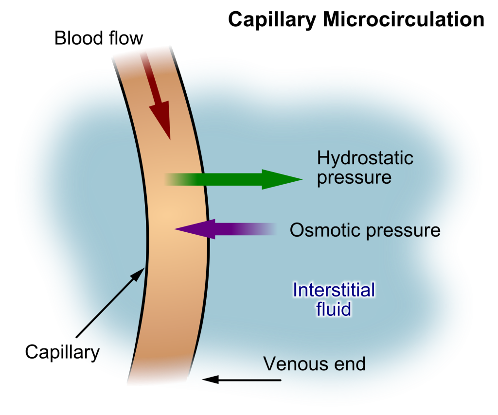 Illustration showing Hydrostatic Pressure, with labels