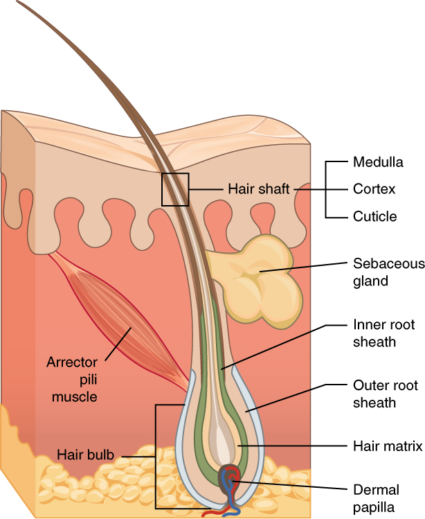 Image showing structure of hair follicle