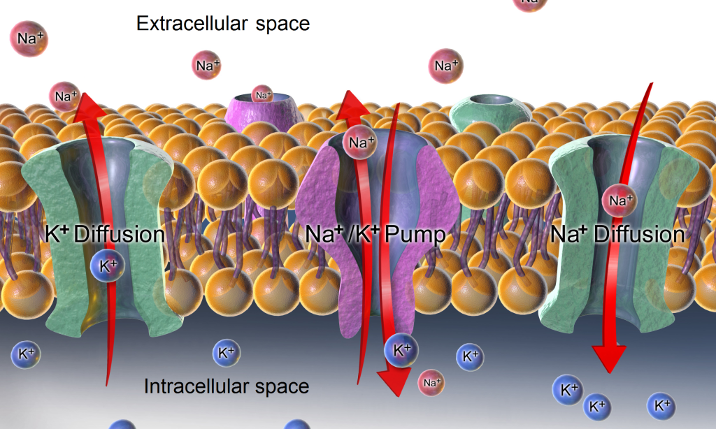 Image of diffusion and the sodium-potassium pump regulating sodium and potassium levels in the extracellular and intracellular compartments