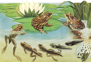 Lifecycle of a frog